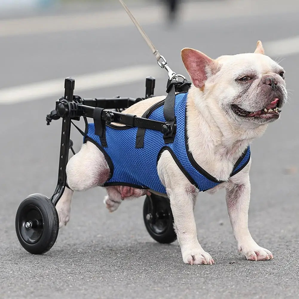 Chariot de mobilité réglable pour petits chiens et chats